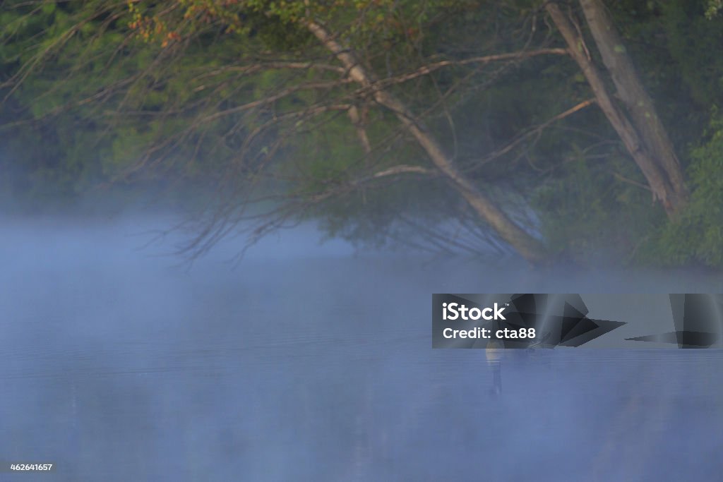 Manhã cedo névoa aumento de um lago - Foto de stock de Animal royalty-free