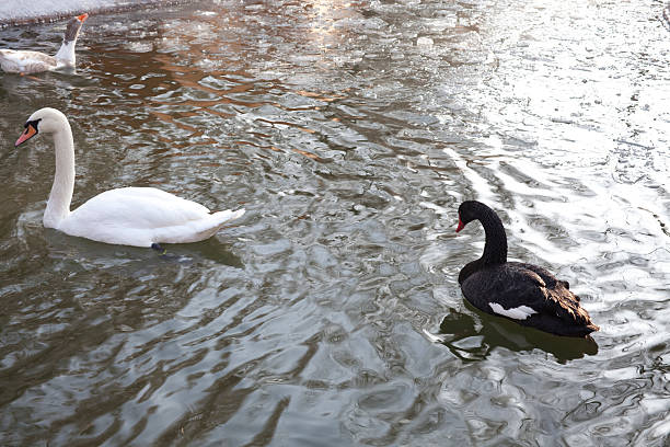 black swan stock photo