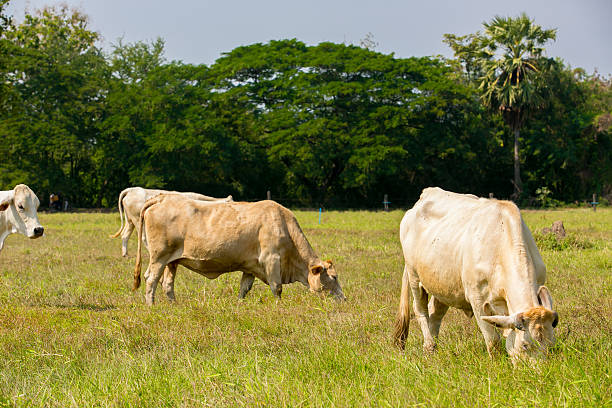 istock Cows grazing on a green summer meadow 462642685