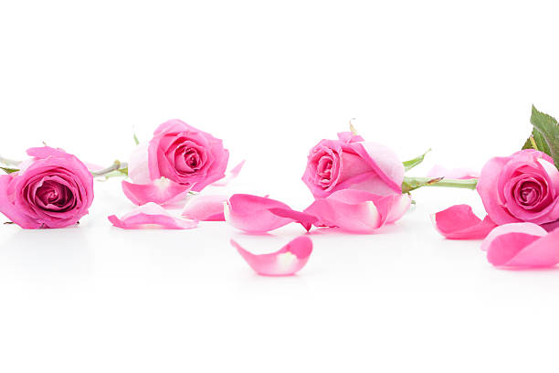 istock Pink Roses and petals 462642983