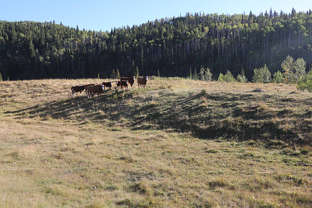 istock Cattle grazing in the wild 462643489