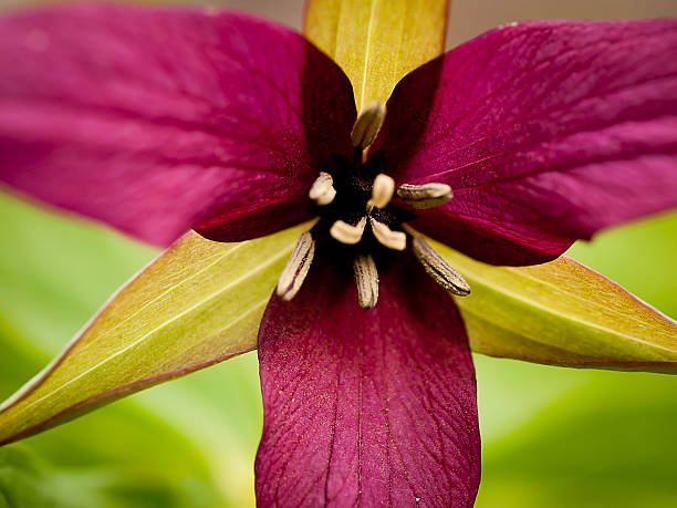 Wild Flower stock photo