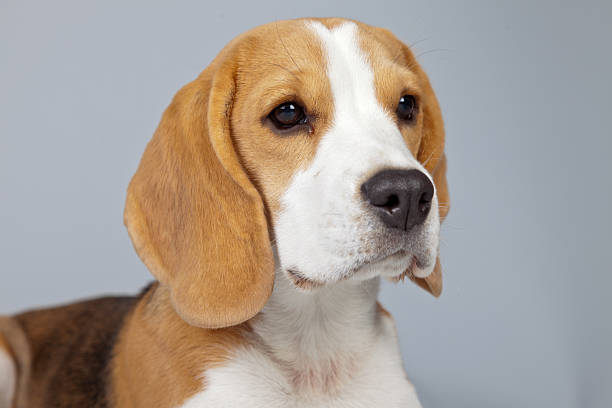 istock Adorable puppy beagle dog isolated against grey background. 462644463