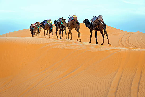 istock Camels in Erg Chebbi, Morocco, Africa 462648377