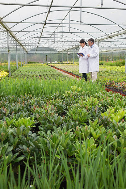 istock Greenhouse workers inspecting the plants 462649165