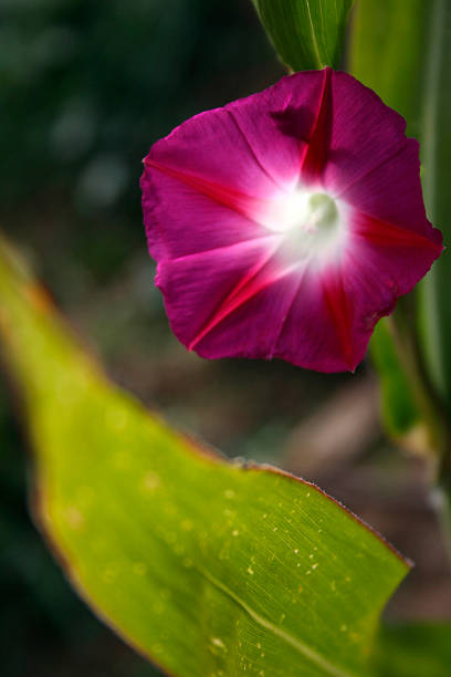 petunias - royal ivey fotografías e imágenes de stock