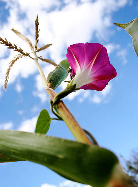 petunias - royal ivey fotografías e imágenes de stock