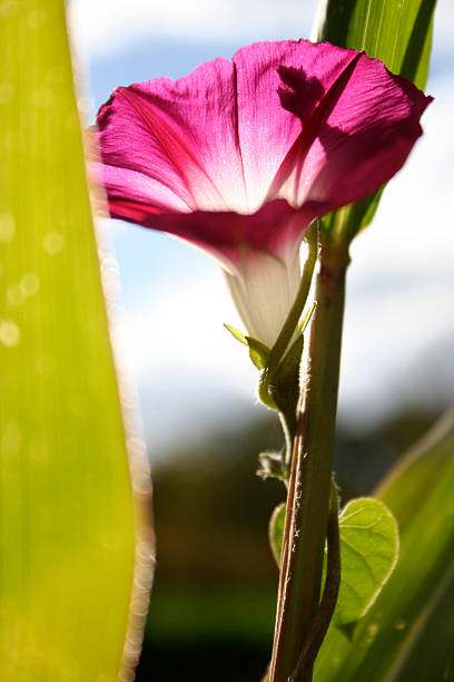 petunias - royal ivey imagens e fotografias de stock