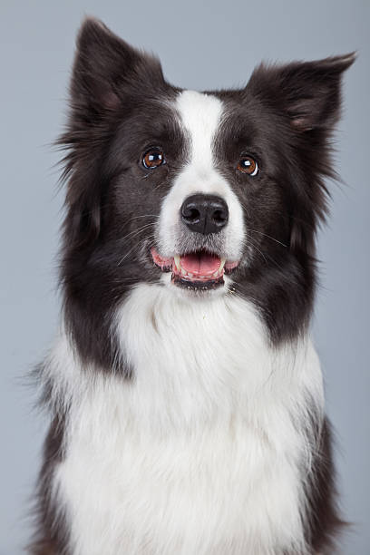 istock Beautiful border collie dog isolated against grey background. 462653383