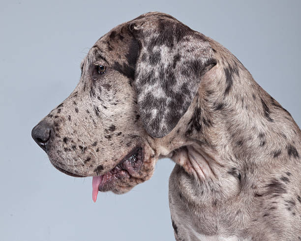 istock Puppy great dane dog grey with black spots. 462653523