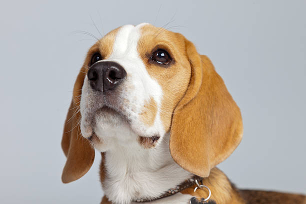 istock Adorable puppy beagle dog isolated against grey background. 462653859