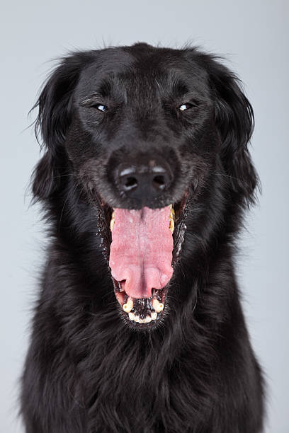 Black flatcoated retriever dog isolated against grey background.