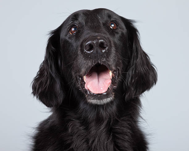 istock Black flatcoated retriever dog isolated against grey background. 462653929