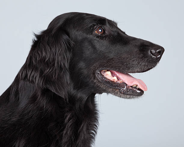 istock Black flatcoated retriever dog isolated against grey background. 462653933