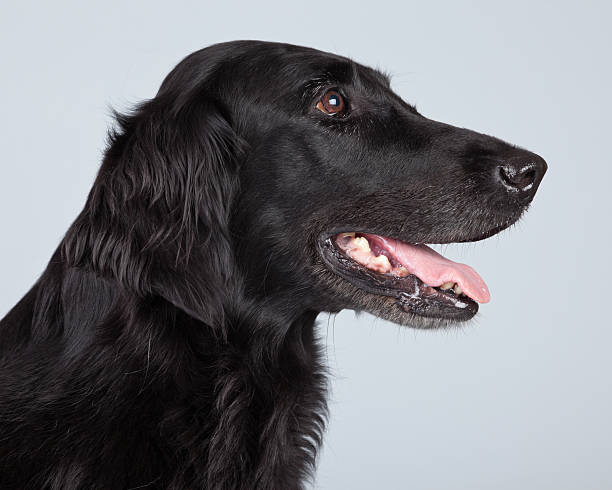 black flatcoated retriever cachorro isolado contra fundo cinza. - flatcoated - fotografias e filmes do acervo