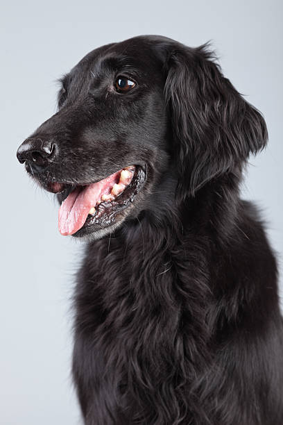 istock Black flatcoated retriever dog isolated against grey background. 462653953