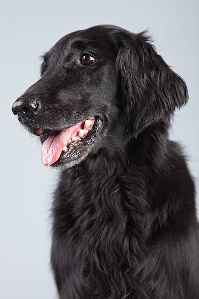 black flatcoated retriever psa wyizolowanego na szarym tle. - flatcoat zdjęcia i obrazy z banku zdjęć