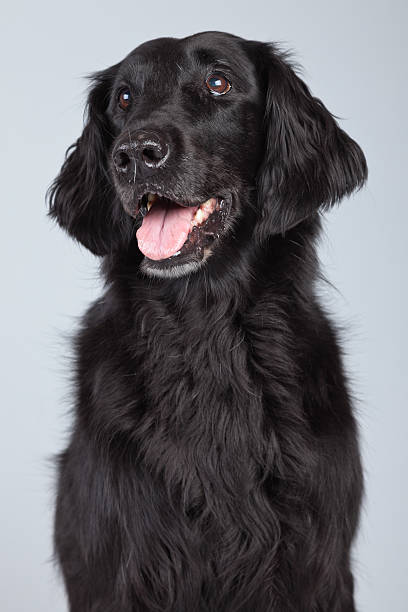 Black flatcoated retriever dog isolated against grey background.