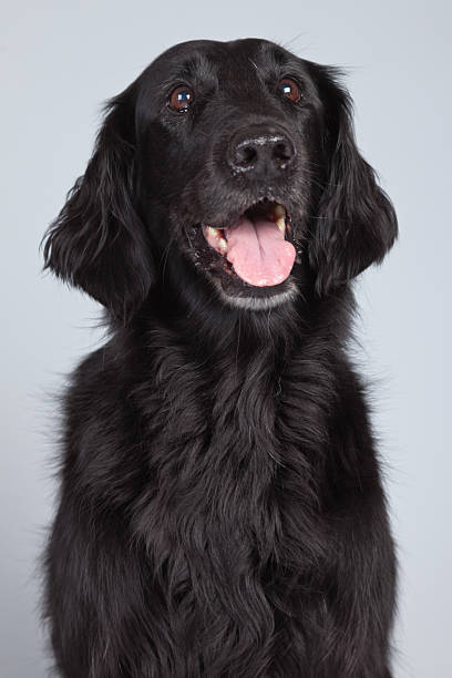 black flatcoated retriever psa wyizolowanego na szarym tle. - flatcoat zdjęcia i obrazy z banku zdjęć