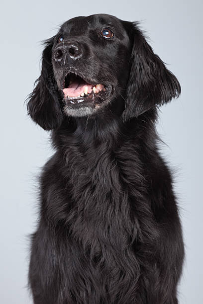 istock Black flatcoated retriever dog isolated against grey background. 462653965