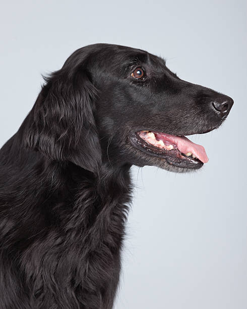 Black flatcoated retriever dog isolated against grey background.