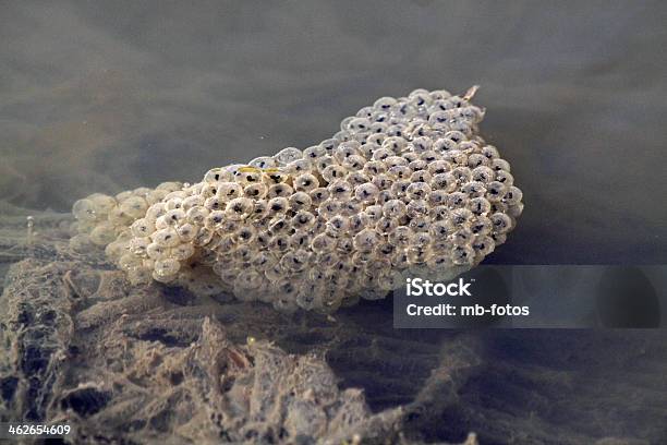 Frogspawn Stock Photo - Download Image Now - Animal Egg, Animal Wildlife, Animals In The Wild