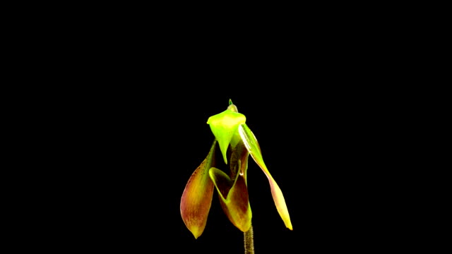 Lady's Slipper orchid opening, Timelapse