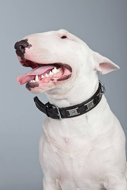 istock Bull terrier dog isolated against grey background. 462657479