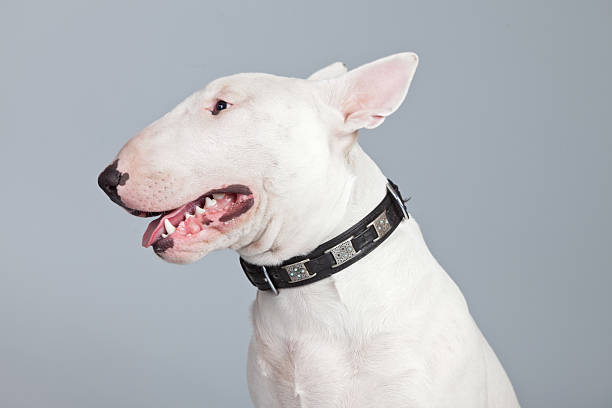 istock Bull terrier dog isolated against grey background. 462657485