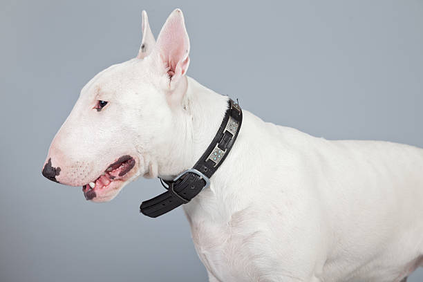 istock Bull terrier dog isolated against grey background. 462657497