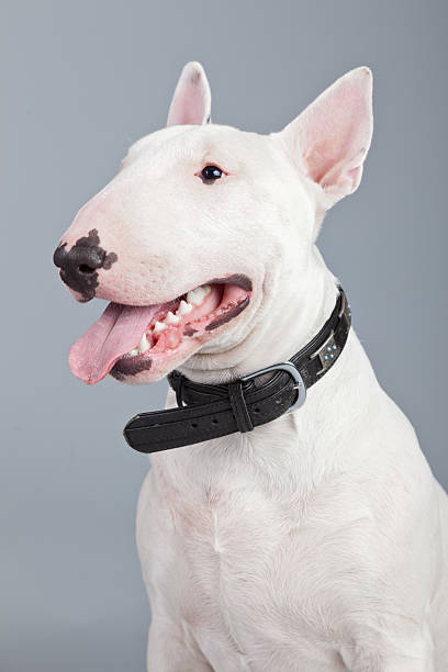 istock Bull terrier dog isolated against grey background. 462657523