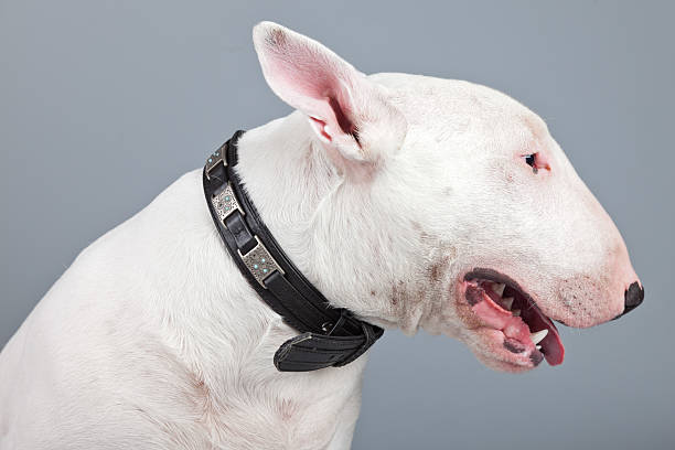 istock Bull terrier dog isolated against grey background. 462657527