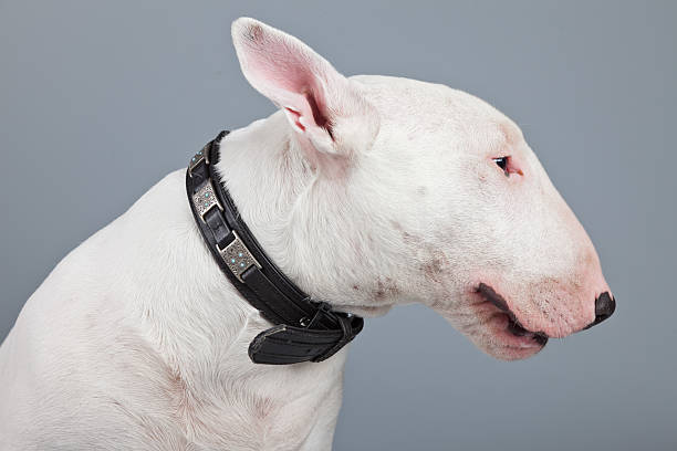 istock Bull terrier dog isolated against grey background. 462657529