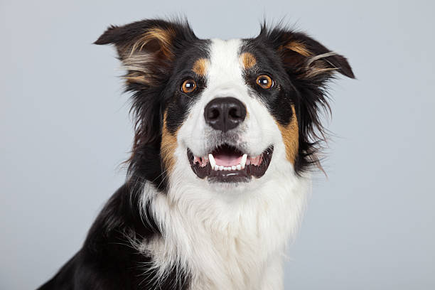 istock Border collie dog black brown and white isolated against grey. 462657621