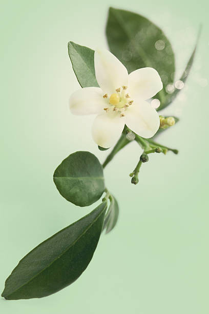 branch of the Murraya