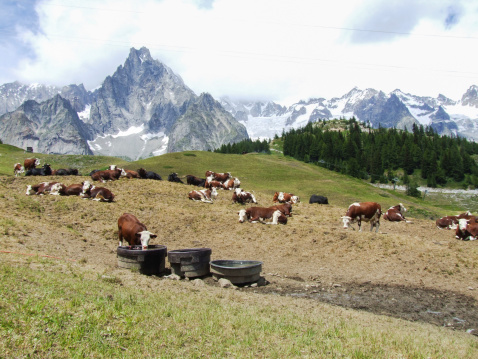 herd of cows during summer pasture in Val d'Aosta