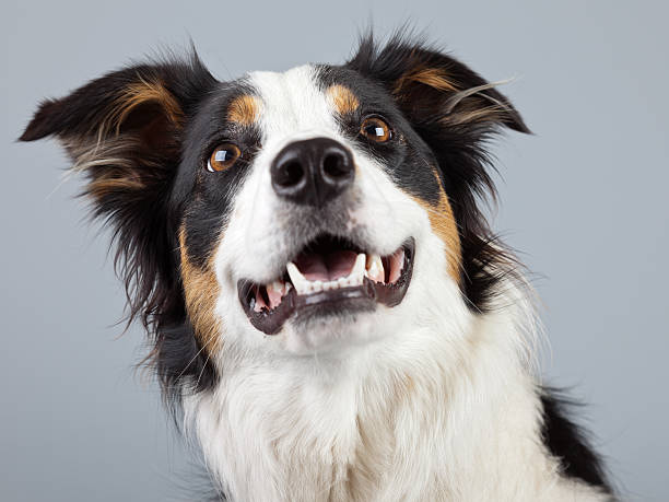 istock Border collie dog black brown and white isolated against grey. 462661631