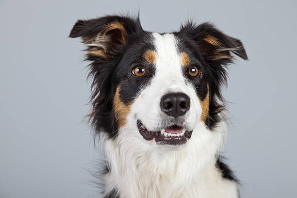 istock Border collie dog black brown and white isolated against grey. 462661637