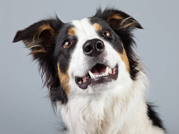 istock Border collie dog black brown and white isolated against grey. 462661693