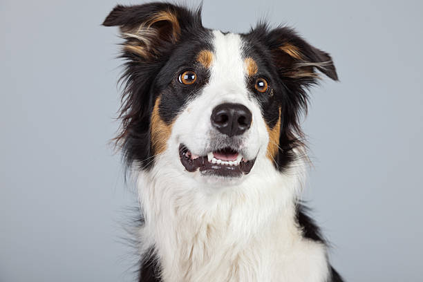 istock Border collie dog black brown and white isolated against grey. 462661701