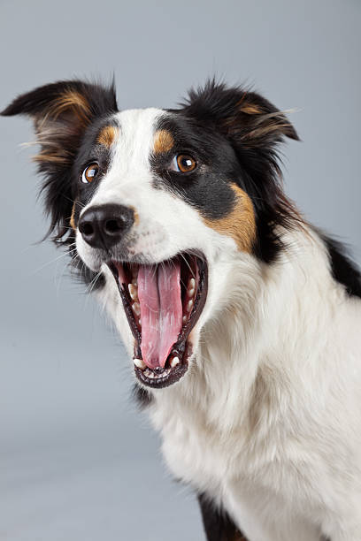 istock Border collie dog black brown and white isolated against grey. 462661703