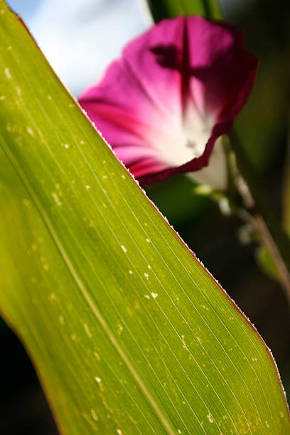 petunias - royal ivey fotografías e imágenes de stock