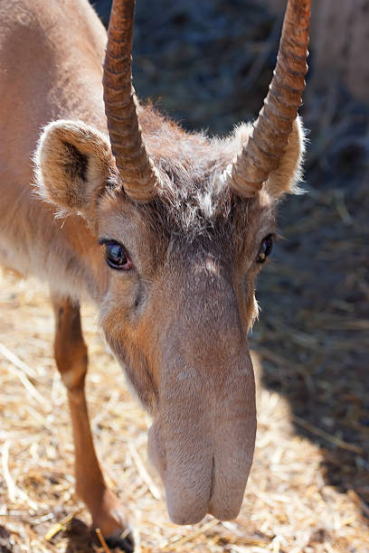 Close-up Male Saiga in natural reserve, Russia.