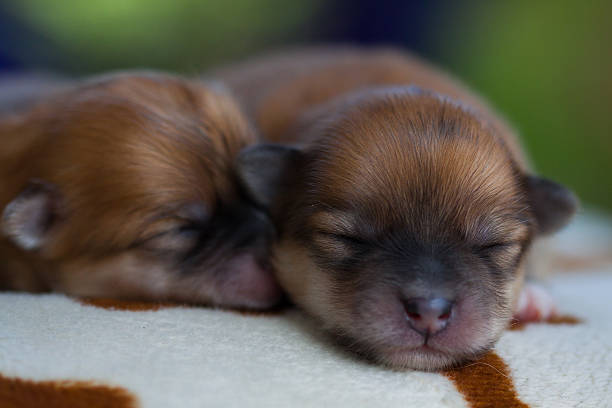 istock closeup portrait pomeranian dog 462670455