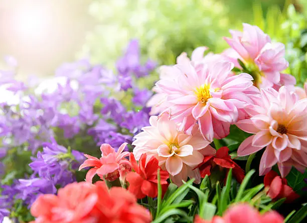 Photo of Bright close-up of dahlias, carnations and campanula flowers