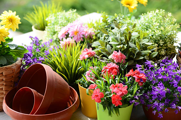 fiori nel giardino - pianta in vaso foto e immagini stock