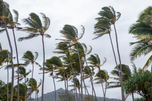 Palm trees blow and sway in the wind during a tropical storm.  rr