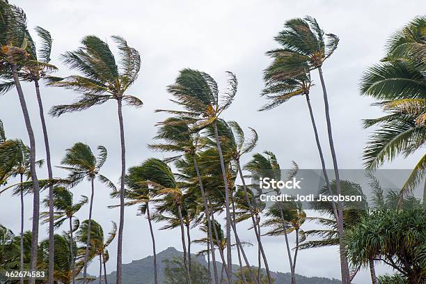Palm Trees Blowing In The Wind During Tropical Storm Stock Photo - Download Image Now