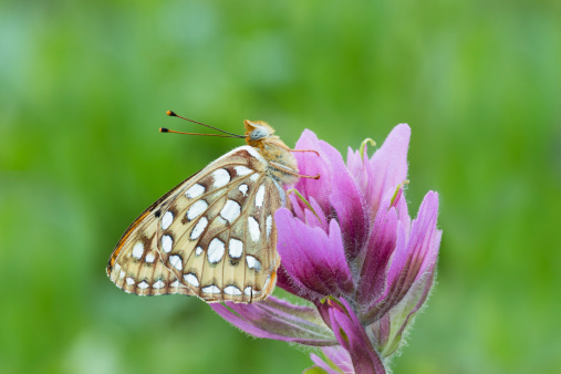 Fritillary Butterfly on Indian Paintbrush Flower  