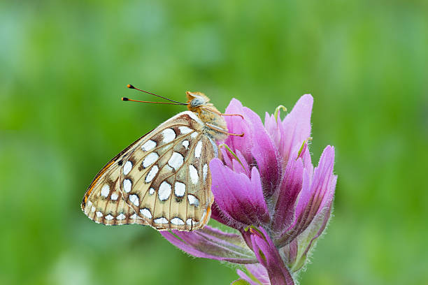 borboleta em flor - indian paintbrush imagens e fotografias de stock